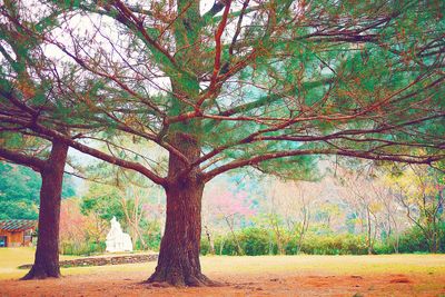 Trees in park