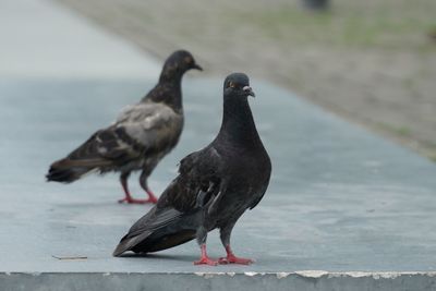 Close-up of bird perching on retaining wall