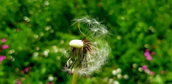 Close-up of dandelion on field
