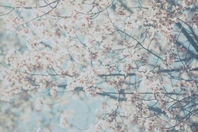 Full frame shot of cherry blossom tree