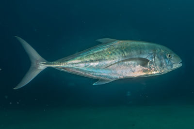 Fish swim in the red sea, colorful fish, eilat israel