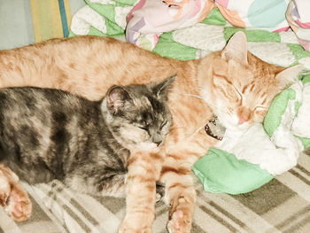 Cat sleeping on bed