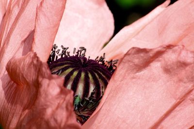 Close-up of flower head