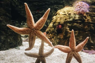 Starfish swimming in sea