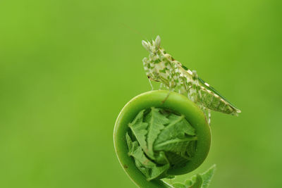 Close-up of insect on plant against green background