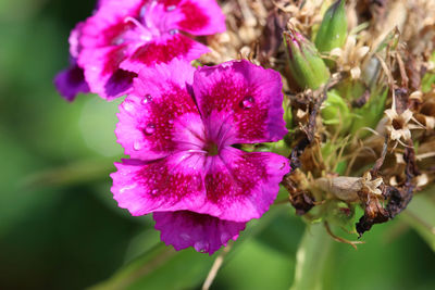 Close-up of pink flowering plant