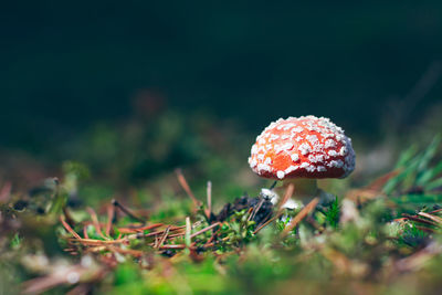 nature