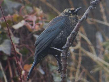 Close-up of bird perching on branch