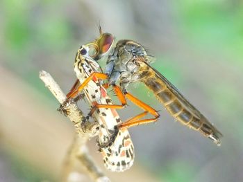 Close-up of insect