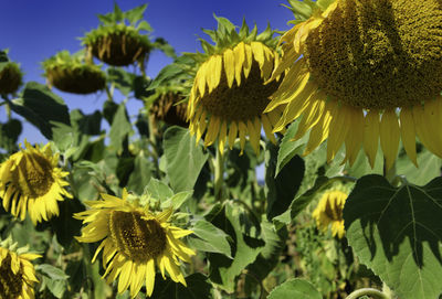 Low angle view of yellow  sunflower plants against sky