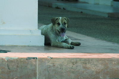 Portrait of dog relaxing outdoors