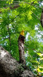 Low angle view of lizard on tree