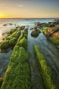 High angle view of moss on rocks at sea shore during sunset