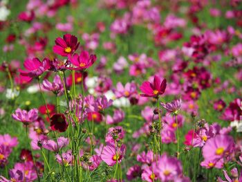 Close-up of pink cosmos flowers on field