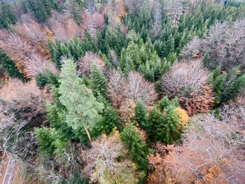 High angle view of pine trees in forest