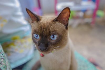 Close-up portrait of cat