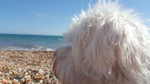 Close-up of a dog on beach