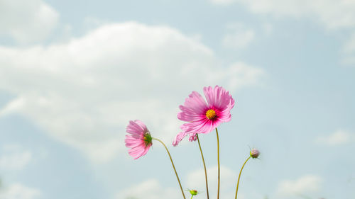 Low angle view of pink cosmos flowers blooming against sky