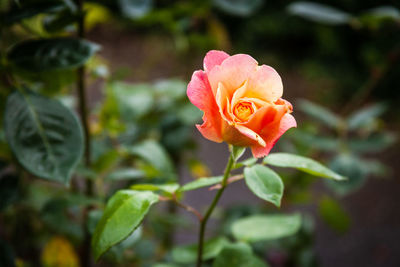 Close-up of pink rose
