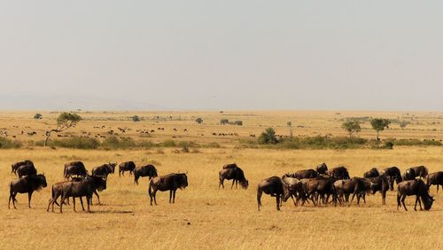 Wildebeests on field against sky