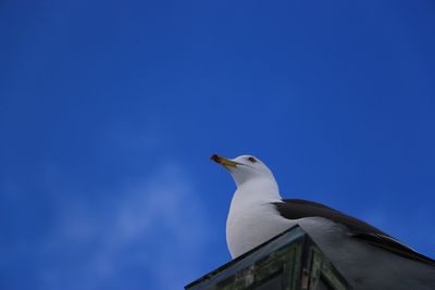 Low angle view of bird perching against clear blue sky