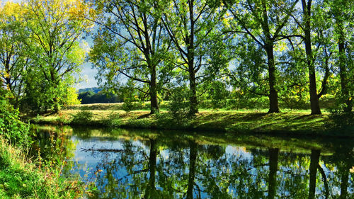 Scenic view of lake amidst trees in forest