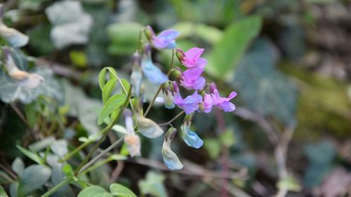 Close-up of purple flowers blooming