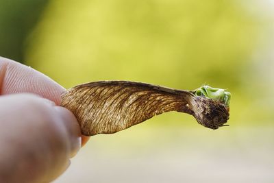 Close-up of hand holding insect