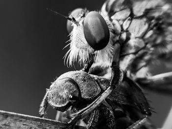 Close-up of bee