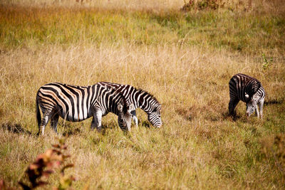 View of zebras on field