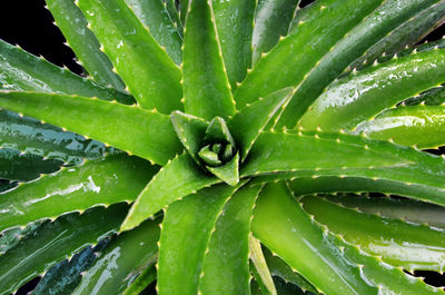 Full frame shot of succulent plant