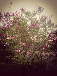 Pink flowers growing on tree