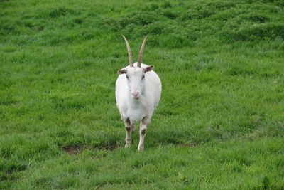 Sheep standing on field