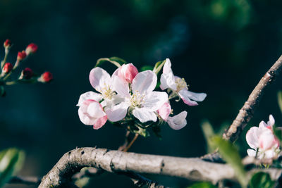 Close-up of pink cherry blossoms in spring