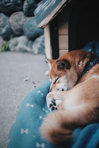 View of dog sleeping on quilt