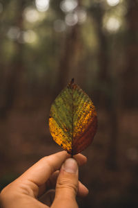 Close-up of hand holding autumn leaf