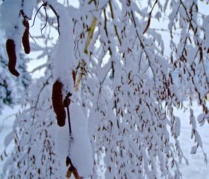 Close-up of snow on tree against sky