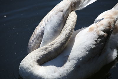 High angle view of swan swimming in lake