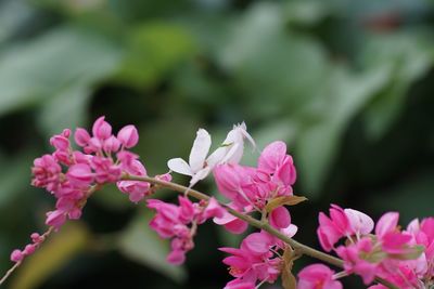 Close-up of pink flowering plant