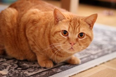 British shorthaired cat 