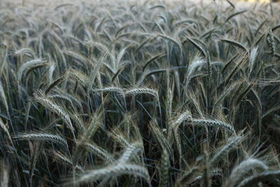 Full frame shot of wheat field