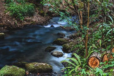 Stream flowing through a forest