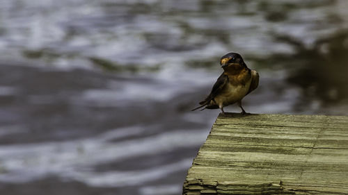 Bird perching on wooden post