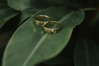 Close-up of wedding rings on leaf