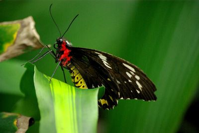 Close-up of butterfly perching on plant