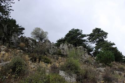 Low angle view of trees on mountain against sky