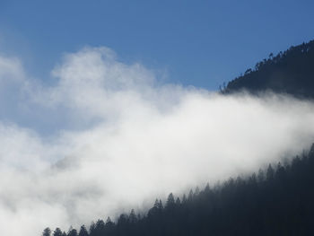 Low angle view of trees against sky