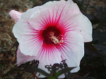 Close-up of pink flower