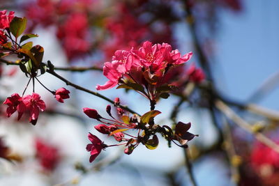 Close-up of red cherry blossoms in spring