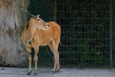 Antelope standing in a fence